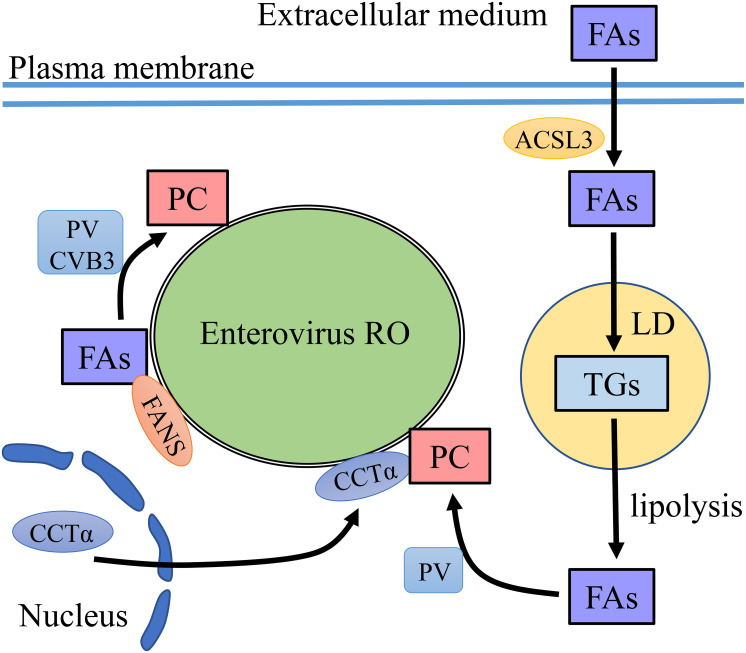 FIGURE 2