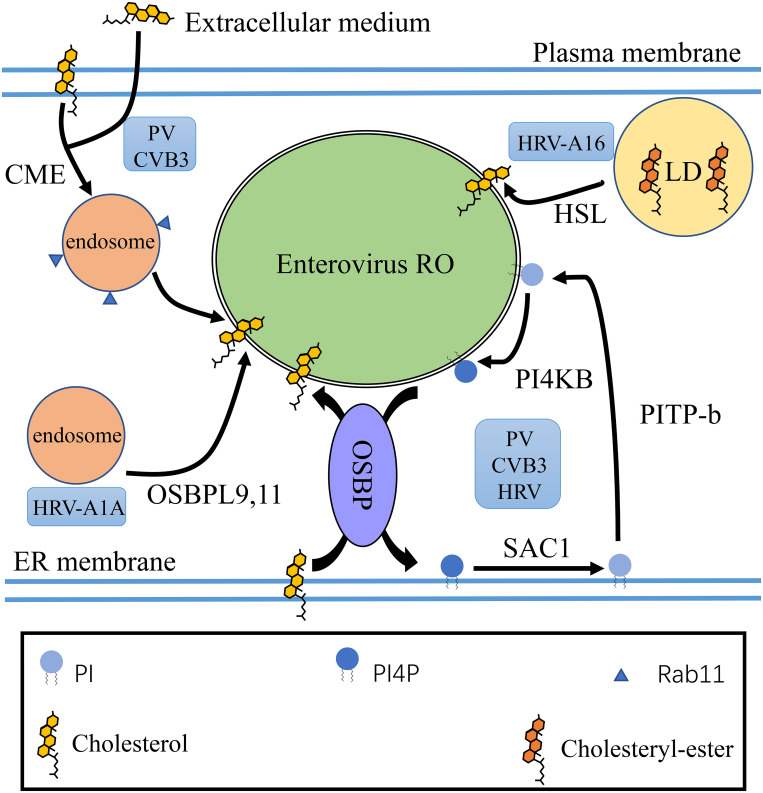 FIGURE 4