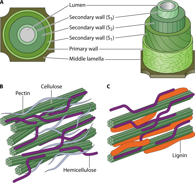 FIG 1