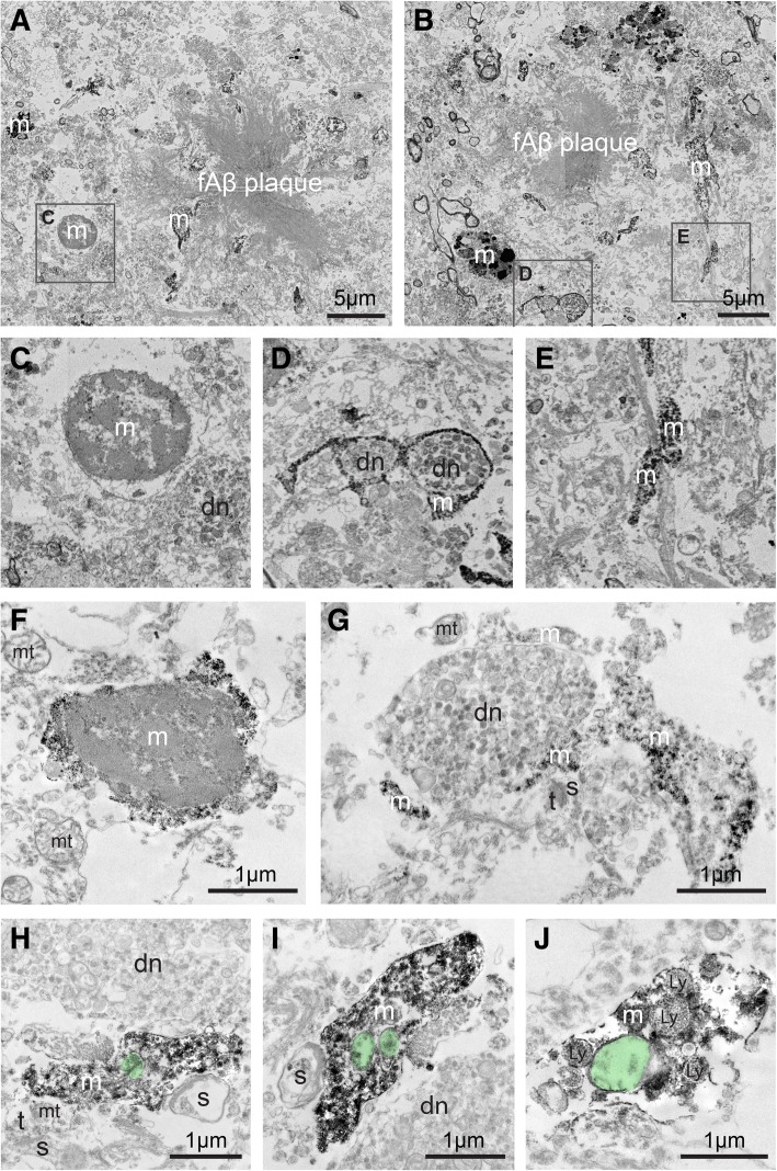 Fig. 6