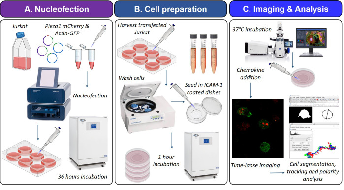 graphic file with name BioProtoc-14-19-5079-ga001.jpg