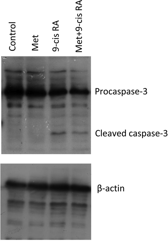 Supplementary Figure 1