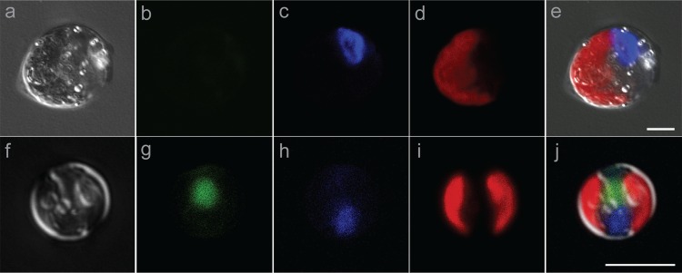 FIG 3