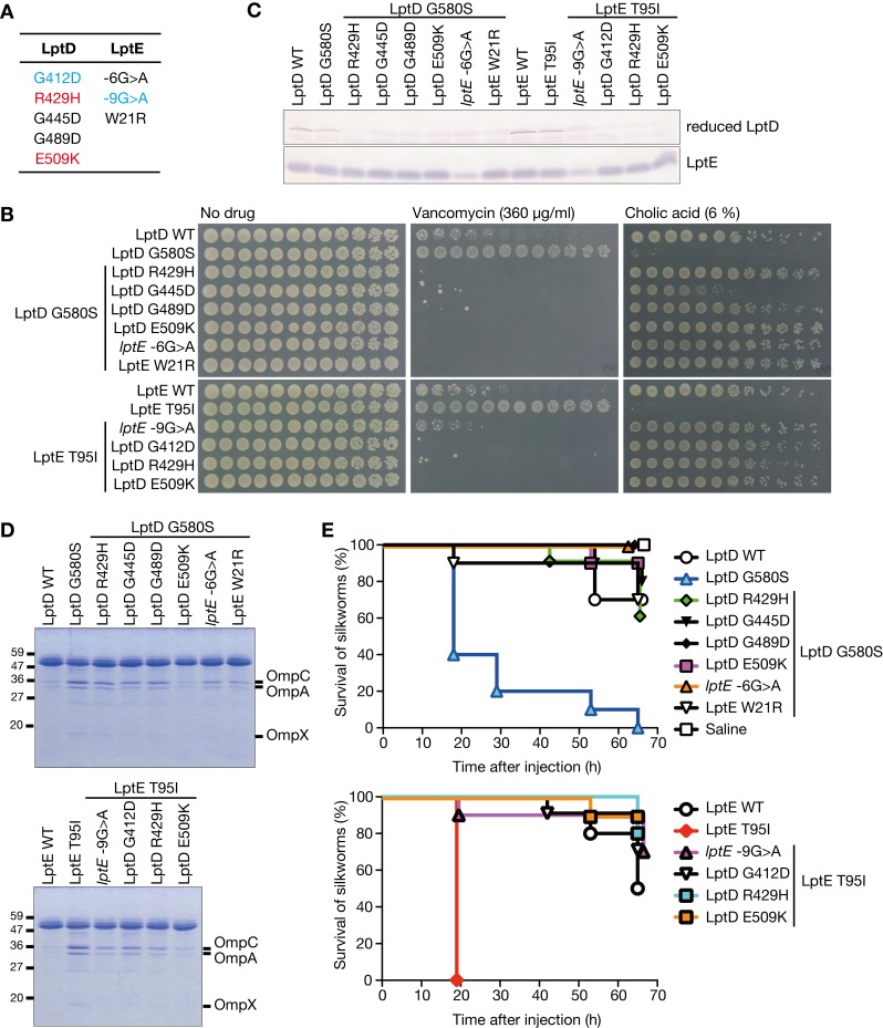 Fig 6