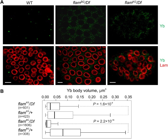 FIGURE 3: