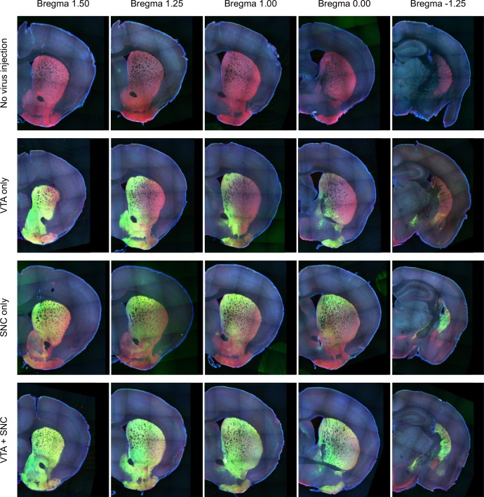 Figure 1—figure supplement 4.