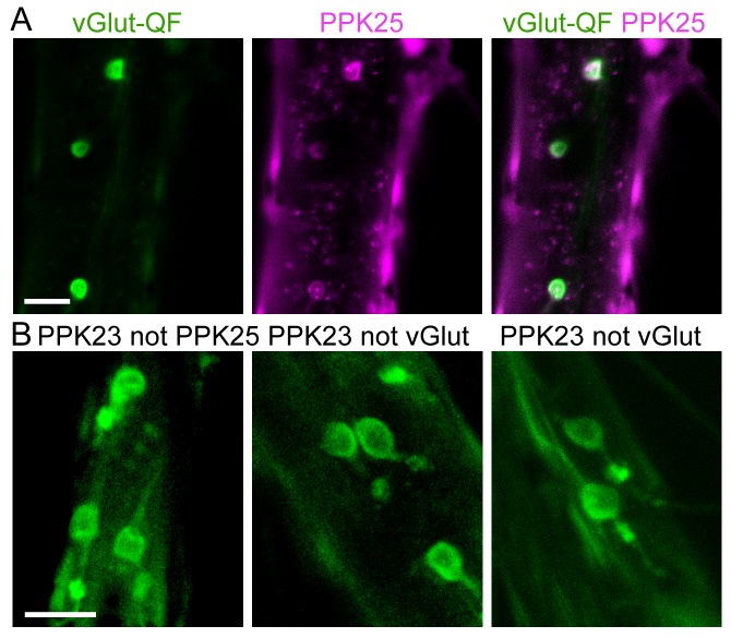 Figure 1—figure supplement 1.