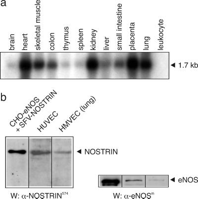 Fig 2.