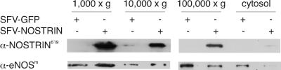 Fig 6.