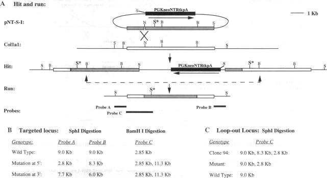 graphic file with name pnas01129-0453-a.jpg