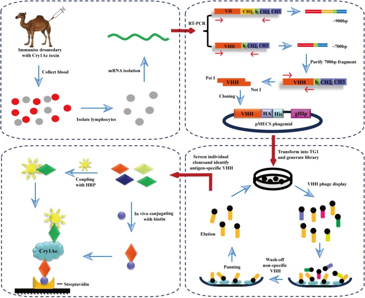 Scheme 1