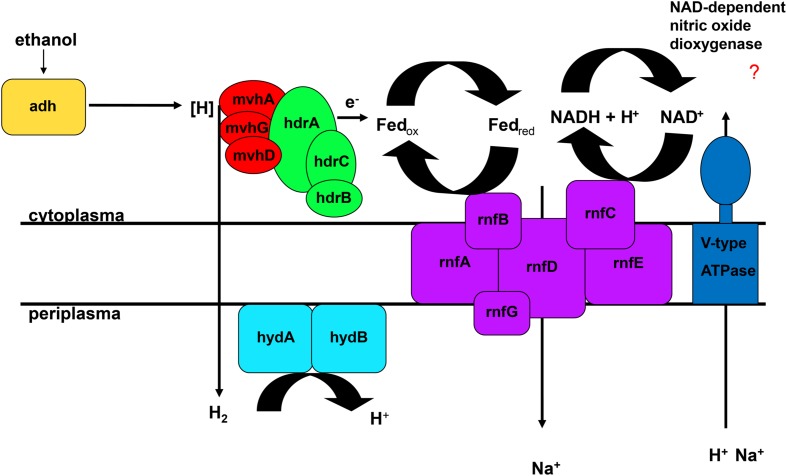 FIGURE 5