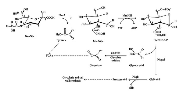 Figure 11