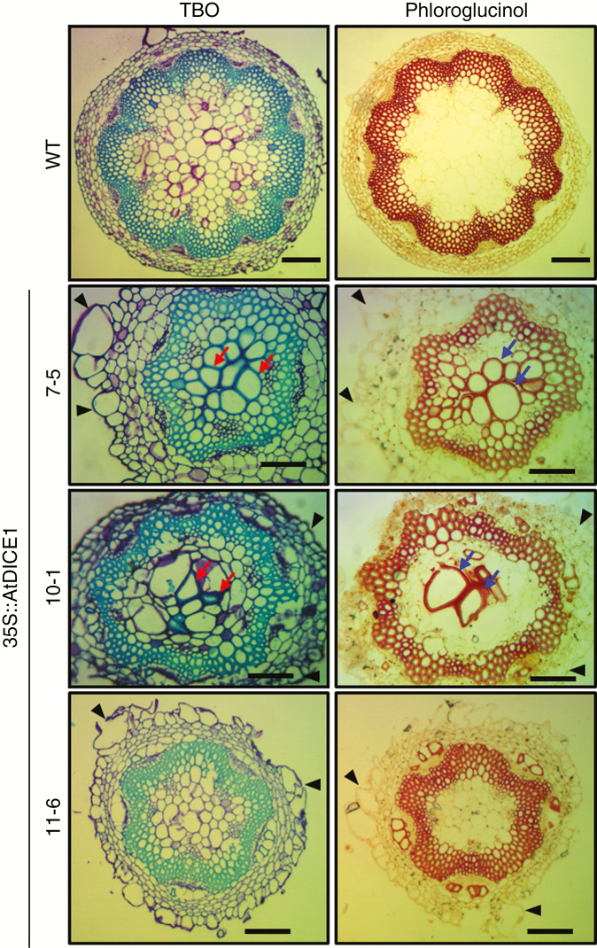 Fig. 8.