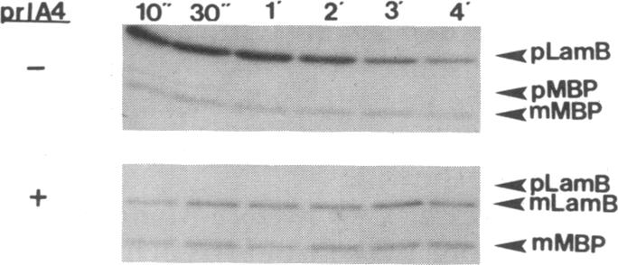 graphic file with name pnas00243-0224-a.jpg