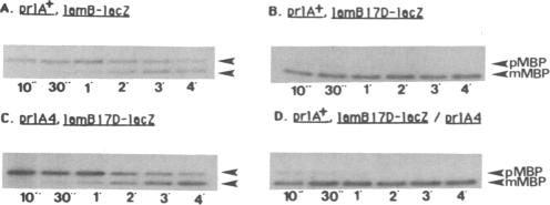 graphic file with name pnas00243-0224-b.jpg