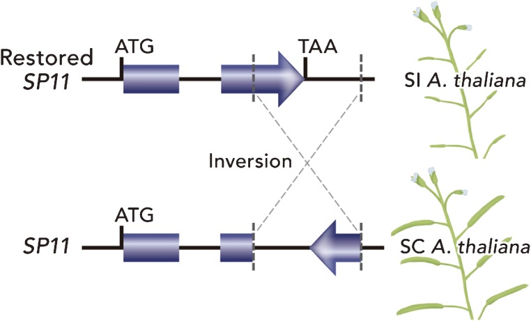 Figure 9. 