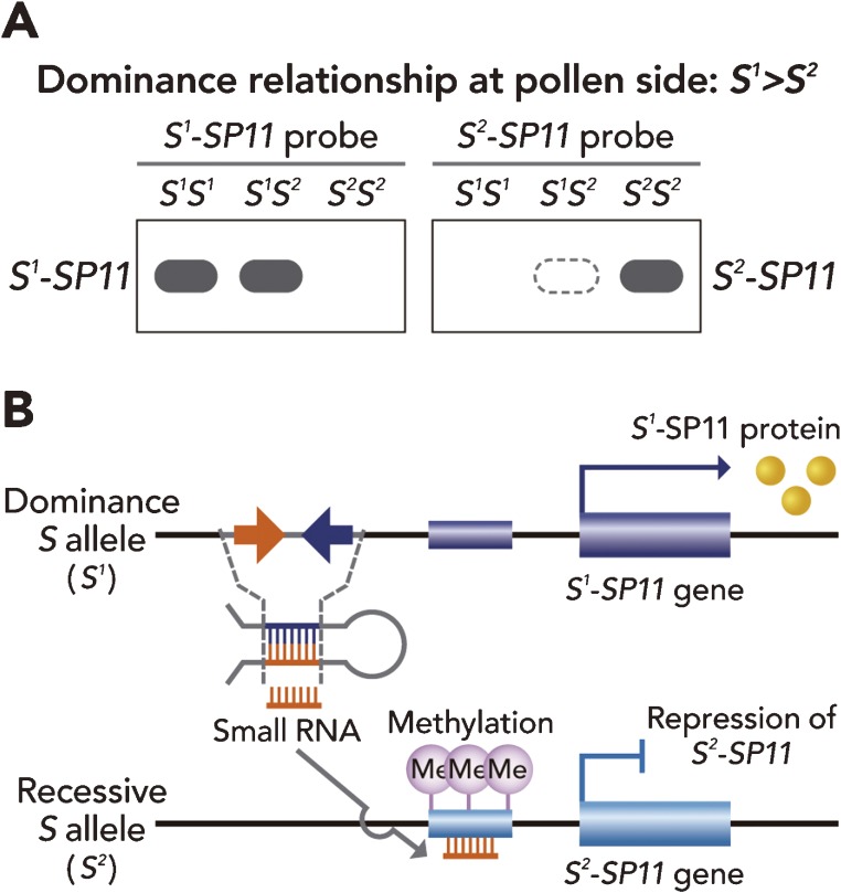 Figure 10. 