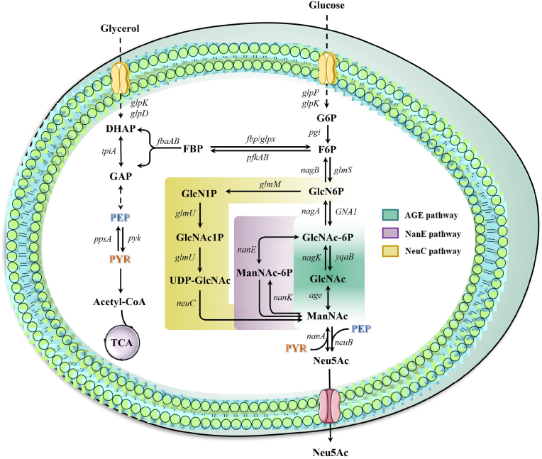 Fig. 4