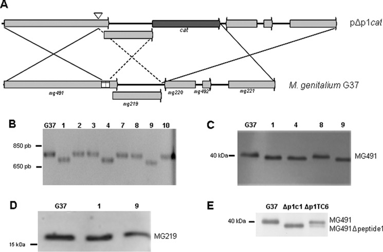 FIGURE 9.