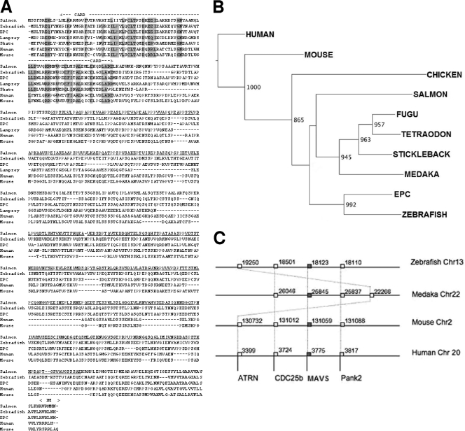 FIG. 1.