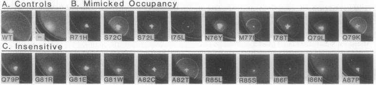 graphic file with name pnas01091-0052-a.jpg