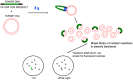 Graphical Abstract