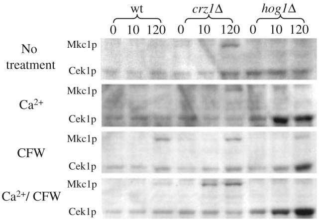 Fig. 8