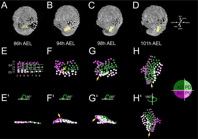 Figure 4—figure supplement 2.