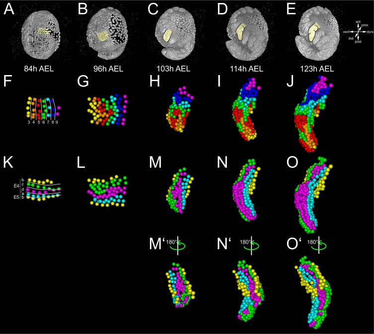 Figure 4—figure supplement 1.