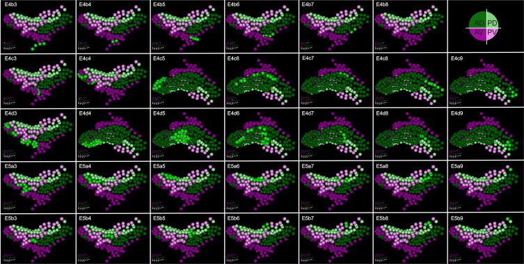 Figure 6—figure supplement 1.