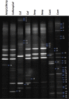 Fig. 7