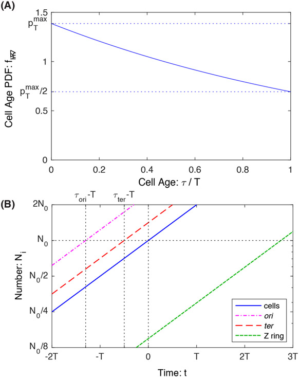 FIG. 2.