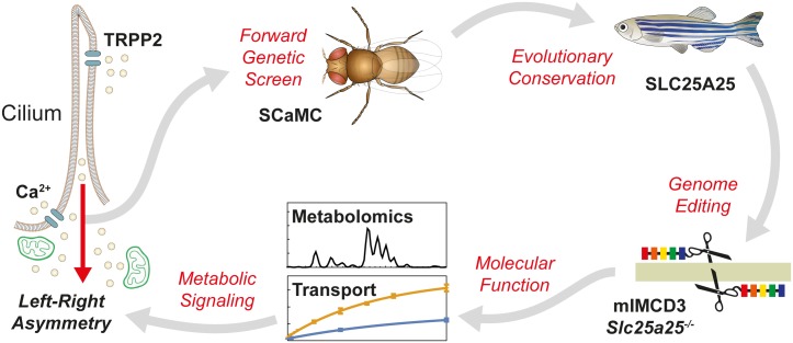 Fig 1