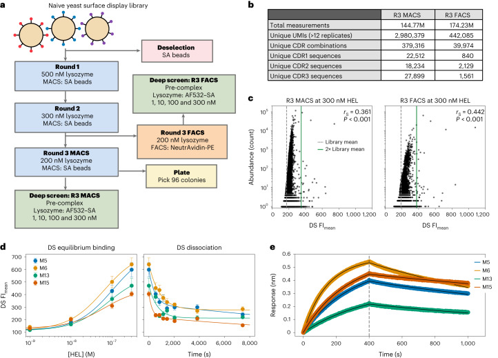 Rapid discovery of high-affinity antibodies via massively parallel ...