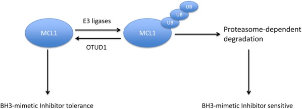 Fig. 7