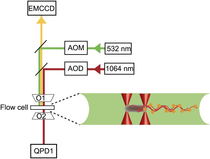 Figure 1—figure supplement 2.