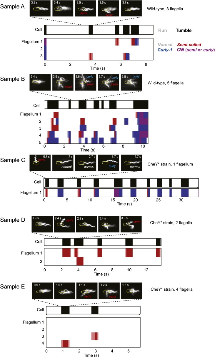 Figure 1—figure supplement 4.