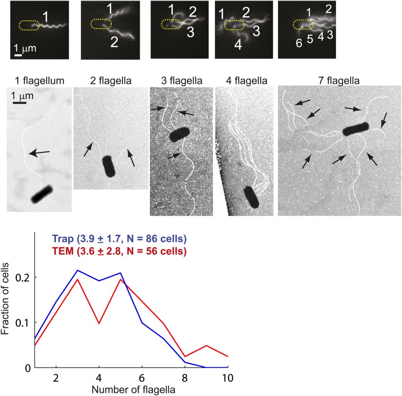 Figure 1—figure supplement 1.