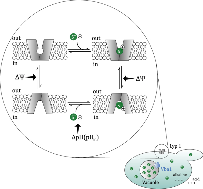 Figure 6