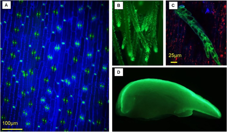 Figure 3.