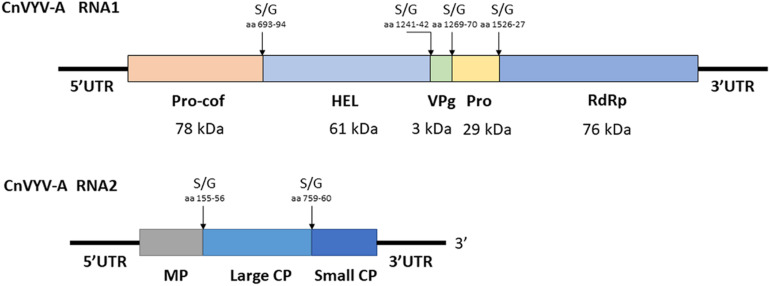 FIGURE 9