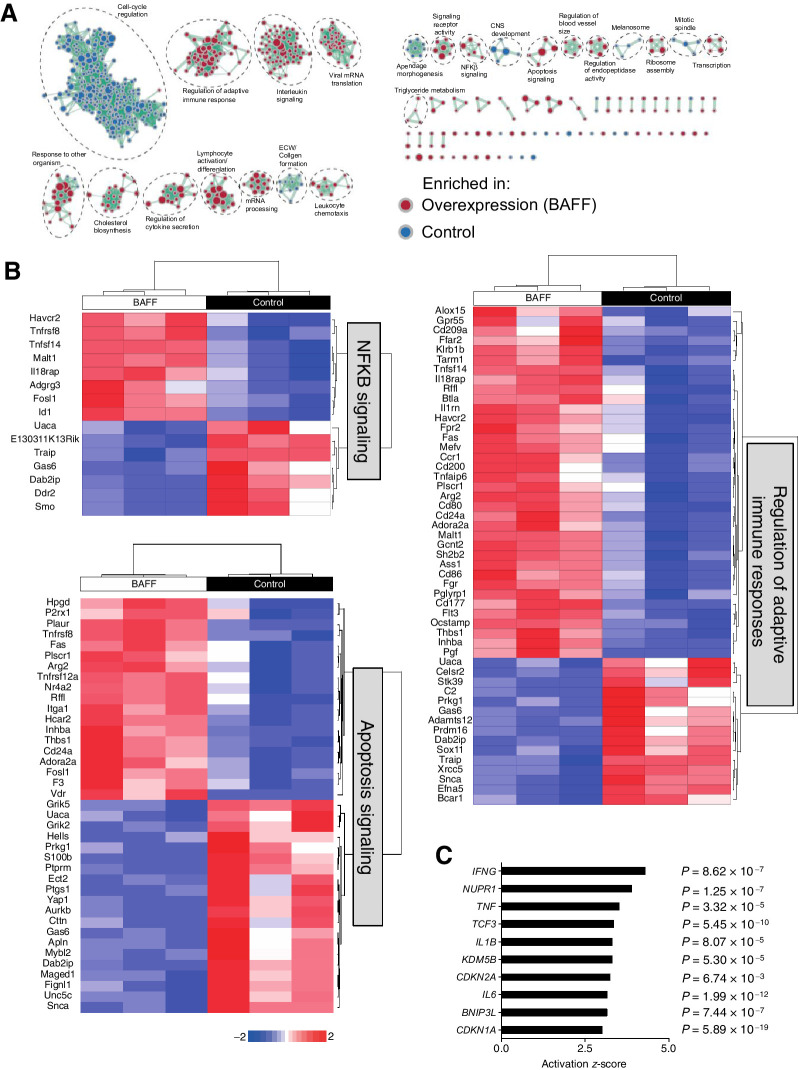 Figure 5. BAFF induces differential gene expression in tumor-infiltrating monocytes. C57BL/6 mice were inoculated subcutaneously with 5 × 105 of BAFF-expressing or control cells. A, Thirteen days post-inoculation, monocytes were sorted from BAFF and control tumors, and analyzed using RNA-seq analysis for GSEA. B, Significant individual genes differentially regulated in regulation of adaptive immune responses, apoptosis, and NF-κB signaling pathways are shown as heatmaps. C, Top upstream regulators as assessed by IPA in monocytes harvested form BAFF-expressing tumors are shown (n = 3).