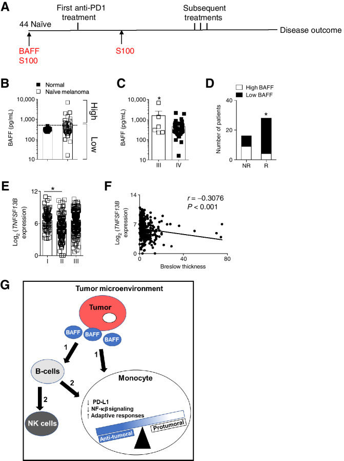 Figure 7. BAFF serum levels affect response to immunotherapy. A, A schematic of the time line of sample collection (red) and treatment (black) of naïve melanoma patients is shown. BAFF plasma levels were assessed in healthy controls (n = 11) and naïve melanoma patients (n = 44). B, Patients were stratified according to their BAFF plasma levels into high and low groups. C, BAFF plasma levels of patients categorized according to tumor stage are shown. D, Best response to anti-PD-1 therapy was compared in the high and low BAFF naïve melanoma patients. E, Expression of tumoral BAFF mined from TCGA using the R2: Genomics Analysis and Visualization Platform was grouped by melanoma stage. F, BAFF expression was correlated with Breslow thickness. G, A model proposing effects of intratumoral BAFF on the immune infiltrates in the TME is shown. It is proposed that tumoral BAFF directly (1) affects monocytes or indirectly (2) through other immune infiltrates, mainly B cells. Error bars in all experiments indicate SEM. *, P < 0.05 as determined by a Student t test (unpaired, two-tailed). A Fisher exact test was used to compare proportions of responders in the high and low BAFF groups.