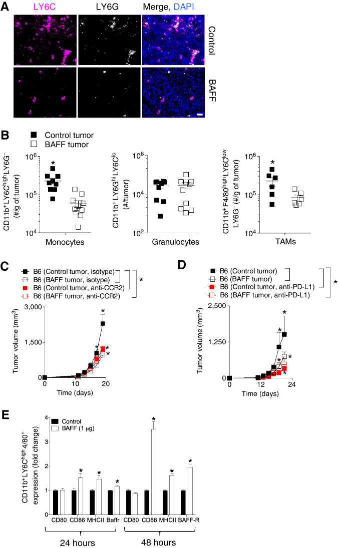 Figure 4. PD-L1 and monocytes are functionally important for the BAFF-mediated reduction in tumor growth. A–D, C57BL/6 mice were inoculated subcutaneously with 5 × 105 of BAFF-expressing or control cells and tumors were analyzed as indicated at day 13. A, LY6C and LY6G expression in tumors was assessed using fluorescent IHC (representative images of n = 5–7 mice are shown). Scale bar, 50 μm. B, Numbers of monocyte, granulocyte, and TAMs infiltrates in tumors were analyzed using FACS (n = 6–10). C, C57BL/6 (B6) mice were treated with monocyte depleting antibody (anti-CCR2) and tumor growth was followed (n = 7–8, pooled from two independent in vivo experiments). D, C57BL/6 (B6) mice were treated with anti-PD-L1 antibody and tumor growth was followed (n = 4–5). E, Bone marrow–derived inflammatory monocytes were treated with 1 μg of BAFF protein for 24 hours 4 days post-isolation from the bone marrow. Expression of MHCII, CD86, CD80, and BAFF-R was analyzed using FACS (n = 4). Error bars in all experiments indicate SEM. *, P < 0.05 as determined by a Student t test (unpaired, two-tailed) or a two-way ANOVA with a post hoc test.