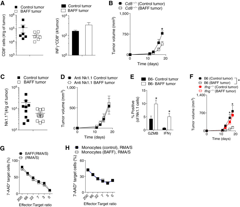 Figure 6. NK cells contribute to BAFF-triggered differences in tumor growth. A–F, C57BL/6 (B6) or Ifng−/− mice were inoculated subcutaneously with 5 × 105 of BAFF-expressing or control cells and tumors were analyzed 13 days post-inoculation. A, Left, numbers of CD8+ T-cell infiltrates in BAFF and control tumors were analyzed using FACS (n = 6, pooled from two independent in vivo experiments; right) as were number of IFNγ+ CD8+ T cells (n = 4; right). B, Tumor growth was followed in Cd8−/− mice (n = 3–6). C, Numbers of Nk1.1+ cell infiltrates in tumors were analyzed using FACS (n = 9–10, pooled from three independent in vivo experiments). D, Tumor growth was followed in C57BL/6 mice treated with NK-cell depleting antibody (anti-Nk1.1; n = 5). E, Granzyme B (GZMB) and IFNγ intracellular expression was measured in tumor-infiltrating Nk1.1 cells using FACS analysis at day 13 after tumor inoculation (n = 3–5). F, Tumor growth was followed in Ifng−/− and C57BL/6 (B6) mice (n = 5–8, pooled from two independent in vivo experiments). G and H, The ability of BAFF (1 μg)-treated NK cells (G) or NK cells combined with monocytes harvested from BAFF-expressing or control tumors (H) to kill RMA/S cell was measured at the indicated effector/target ratios (n = 3). Error bars in all experiments indicate SEM. *, P < 0.05 as determined by a Student t test (unpaired, two-tailed) or a two-way ANOVA with a post hoc test.