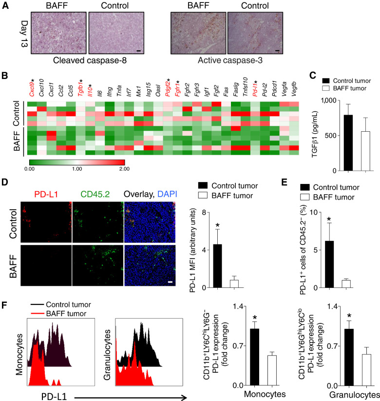 Figure 3. BAFF tumors are characterized by increased apoptosis and decreased immunosuppressive factors including PD-L1. A–F, C57BL/6 mice were inoculated subcutaneously with 5 × 105 of BAFF-expressing or control cells and tumors were analyzed as indicated at day 13. A, Tumor apoptosis was assessed using conventional IHC staining for active caspase-3 and cleaved caspase-8 (representative images of n = 3–4 mice are shown). Scale bar, 50 μm. B, Gene expression level of various factors was determined in whole tumors. Expression was normalized to Gapdh and then to control tumors within each independent experiment (n = 5–6, pooled from two independent in vivo experiments). C, The levels of soluble TGFβ1 protein in tumors were determined using ELISA (n = 6–8, pooled from two independent in vivo experiments). D, PD-L1 protein expression in tumors was assessed using fluorescent IHC (a representative image of n = 5–6 mice from two independent experiments is shown; left) and quantified (right). E, Percent of PD-L1–positive CD45.2− cells in tumors was assessed using FACS (n = 9–10, pooled from three independent in vivo experiments). F, PD-L1 expression was measured on monocytes and granulocytes using FACS (n = 9–10, pooled from three independent in vivo experiments). All scale bars indicate 50 μm. Error bars in all experiments indicate SEM. *, P < 0.05 as determined by a Student t test (unpaired, two-tailed).