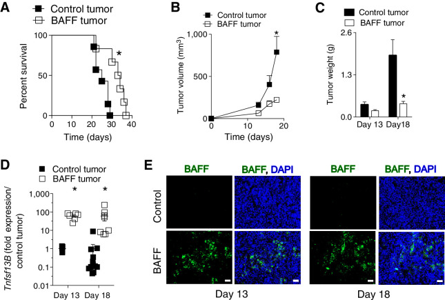 Figure 1. Elevated BAFF in the TME slows tumor growth. A, C57BL/6 mice were inoculated intravenously with 105 of BAFF-expressing or control cells (n = 6–7, pooled from two independent in vivo experiments). B and C, Tumor growth of 5 × 105 subcutaneously injected BAFF-expressing and control cells in C57BL/6 mice are shown (n = 5–6; B), as are tumor weights (n = 8–10, pooled from at least two independent in vivo experiments; C). D, Gene expression levels of BAFF (Tnfsf13B) were determined in whole tumors. Expression was normalized to Gapdh (n = 5–12, pooled from at least two independent in vivo experiments). E, BAFF protein expression was confirmed using immunohistochemical staining of tumor tissue (representative images of n = 5–12 mice pooled from at least two independent in vivo experiments are shown). Scale bar, 50 μm. Error bars in the all experiments indicate SEM. *, P < 0.05 as determined by a Student t test (unpaired, two-tailed) and log-rank test for analysis of Kaplan–Meier survival curves.