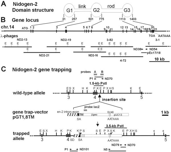 FIG. 1.