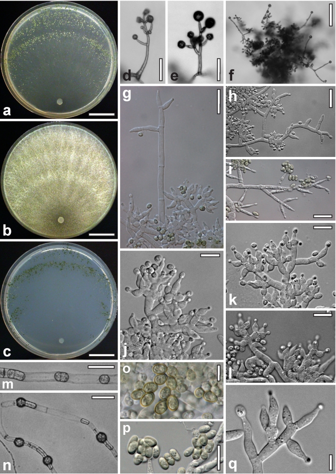 Fig. 35.